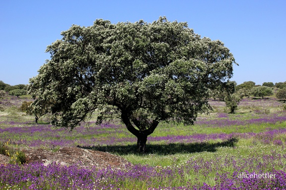 Stein-Eiche (Quercus ilex)